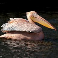 Pelikan 1