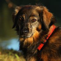 Manfred Hauke  "Hundedame"