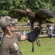 Adler bei der Flugshow